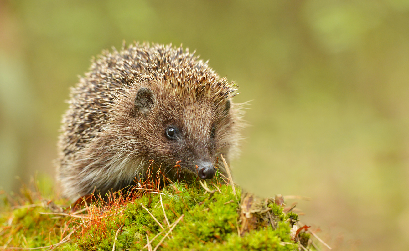 5 Popular Animals That Are Illegal As Pets In California San Diego 