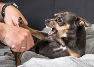 How Mission Personal Injury Lawyers Can Help After Suffering a Dog Bite in San Diego